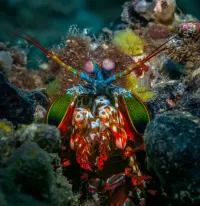 Пазл Наблюдатель