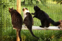 Пазл Наблюдают