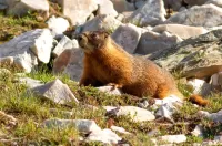 Пазл Найди сурка