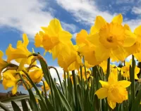 Пазл Нарциссы