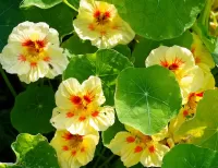 Пазл Настурция 