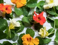 Пазл Настурция 