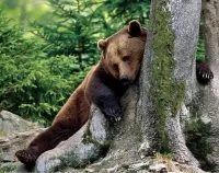 Пазл Не дошел до дома