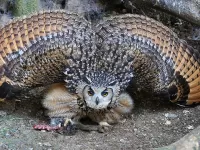 Пазл Не подходить