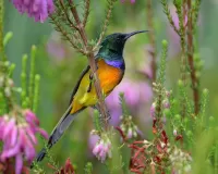 Пазл Нектарница