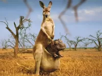 Пазл Неожиданность