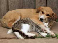 Пазл Неразлучные друзья