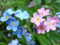 Пазл Незабудки