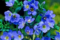 Пазл Незабудки 