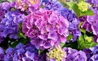 Пазл Нежные гортензии