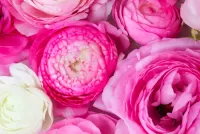 Пазл Нежные лепестки