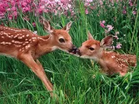 Пазл Нежный поцелуй