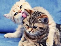 Пазл Нежность