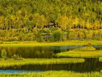 Пазл Лес в Норвегии