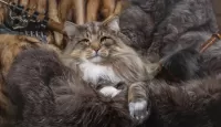 Пазл Норвежский лесной