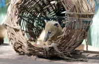 Пазл Носуха