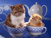 Пазл Обаяшки