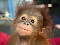 Пазл обезьянка