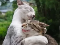 Пазл Обнимашки