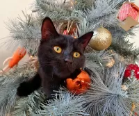 Пазл Обязательное украшение