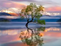 Пазл Одинокое дерево