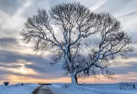 Пазл Одинокое дерево