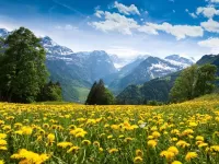 Пазл Одуванчики