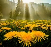 Пазл Одуванчики