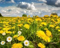 Пазл Одуванчики