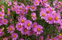 Пазл Октябринки