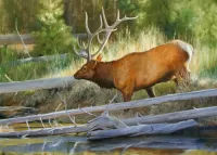 Пазл Олень у реки