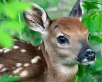 Пазл Оленёнок 