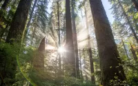Пазл Olympic National Park