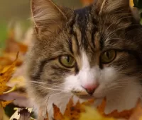 Пазл Опавшие листья