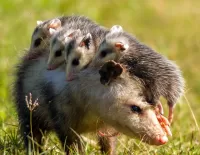 Пазл Опоссум