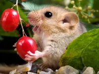 Пазл Орешниковая соня