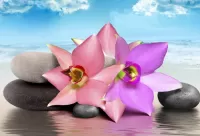 Пазл Орхидеи и камни