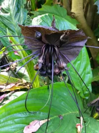 Пазл Орхидея