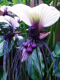 Пазл Орхидея