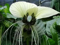 Пазл Орхидея