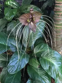 Пазл Орхидея