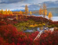 Пазл Осень на болотах