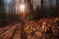 Пазл Осень в Крыму
