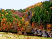 Пазл Осенний лес