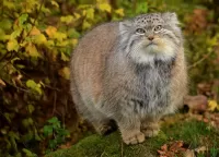 Пазл Осеннее