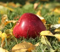 Пазл Осеннее яблоко