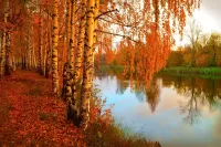 Пазл Осенние берёзы
