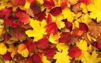 Пазл Осенние листья