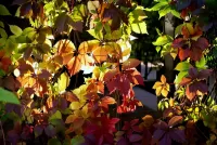 Пазл Осенние листья