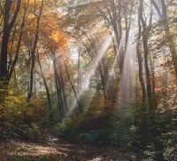 Пазл Осенние лучи
